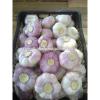 Best Price Natural Chinese Fresh Red / white Garlic