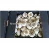 High Quality and Best Price Normal Fresh White Garlic