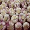 AMAZING STYLE Egyptian Garlic..RED AND WHITE GARLIC