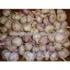 various Egyptian Garlic...DRY GARLIC...RED WHITE GARLIC