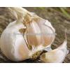 very good taste Egyptian Garlic