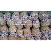 Egyptian fresh garlic (Red, White) for export