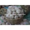 Best Price White Natural Fresh Garlic promotion