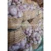 Egyptian fresh garlic (Red, White) for export