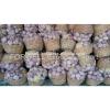 best price products new crop pure white fresh garlic