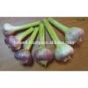 best price products china 2017 new crop pure white fresh garlic from egypt