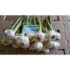 Best Price White Natural Fresh Garlic promotion