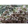 Best Price White Natural Fresh Garlic promotion