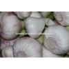 Forwell high quality Garlic New Season