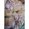 Forwell high quality Garlic New Season