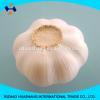 white garlic size 6.0cm