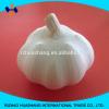 white garlic size5.5cm