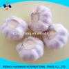 red garlic size6.0cm