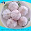 good quality normal white fresh garlic size6.0cm