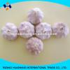 normal white fresh garlic size5.0cm