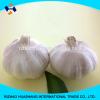 good quality normal white fresh garlic size6.0cm