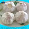 good quality normal white fresh garlic size4.5cm