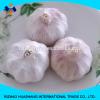 good quality normal white fresh garlic size6.0cm