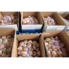 2017 Fresh Garlic / Alho from Jinxiang J10