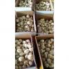 2017 Fresh Garlic / Alho from Jinxiang Liming J10