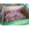 2017 Fresh Garlic / Alho from Jinxiang J10