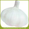 Fresh new crop white garlic