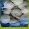 Fresh new crop white garlic