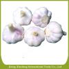 China best quantity fresh red garlic