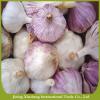 Chinese new fresh garlic red