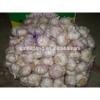 Sell 2017 Crop Fresh garlic - Spicy - Best price