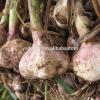 Bulk pure white fresh garlic price cheap wholesale