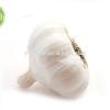 Best quality pure white garlic