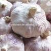 2017 best sale cheap price wholesale white garlic fresh with spicy taste