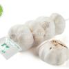 Natural high quality fresh white garlic fro sale