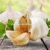 High quality specification fresh normal pure white garlic 2017 best selling