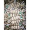 WHOLESALE GARLIC