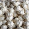 PURE WHITE GARLIC NEW CROP