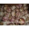 garlic crop 2015