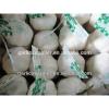 JINXIANG GARLIC NEW CROP