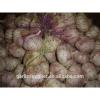 FRESH GARLIC NEW CROP