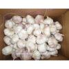 Shandong fresh purple / normal white garlic 5.5cm garlic price