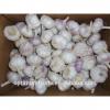 Shandong fresh purple / normal white garlic 5.5cm garlic price