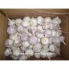 China new harvest fresh purple garlic price for export