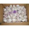 China new harvest fresh purple garlic price for export