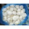 2017 china normal white garlic price