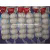 2017 new crop cold storage china fresh garlic