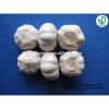 Fresh Garlic 5CM 2017 Crop Bulk Garlic Supplier