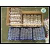 2017 chinese 5cm fresh garlic price new crop best price