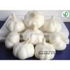 chinese natural garlic on sale garlic benifit for health fresh garlic