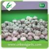 Bulk fresh pure white garlic manufacturers for sale